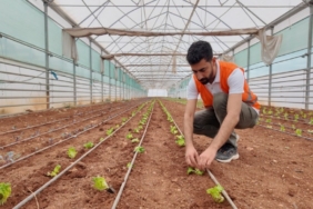 Kışlık Sebze Dikimi: Şanlıurfa’da Tarımsal Yenilik Kışlık Sebze Dikimi: Şanlıurfa’da Tarımsal Yenilik